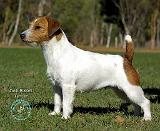 Jack Russell Terrier 9M097D-014